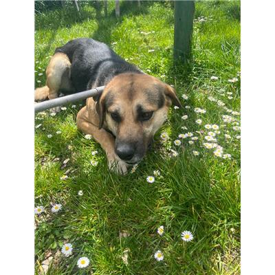 COMUNE DI POZZILLI - CANE - Microchip 380260044463241