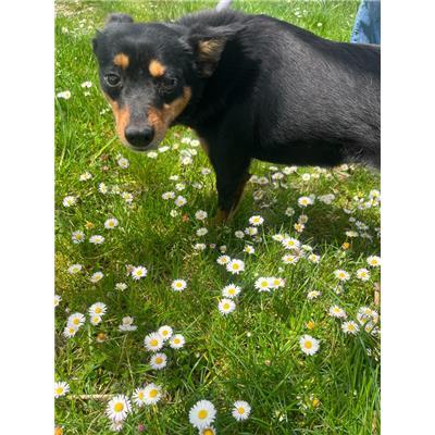COMUNE DI VENAFRO - CANE - Microchip 380260170008581