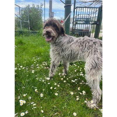 COMUNE DI VENAFRO - CANE - Microchip 380260044463951