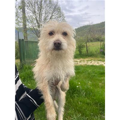 COMUNE DI VINCHIATURO - CANE - Microchip 380260170162481