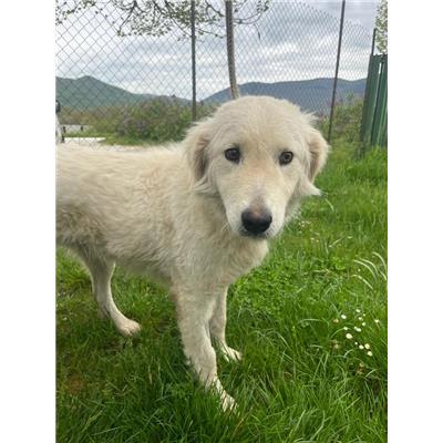 COMUNE DI BAGNOLI DEL TRIGNO - 380260044463535
