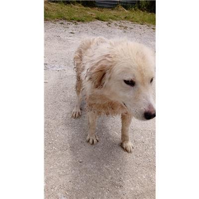 COMUNE DI BAGNOLI DEL TRIGNO - 380260044463535