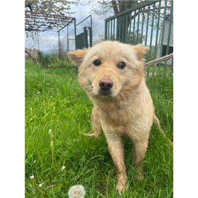 COMUNE DI FERRAZZANO - CANE - Microchip 380260170162944