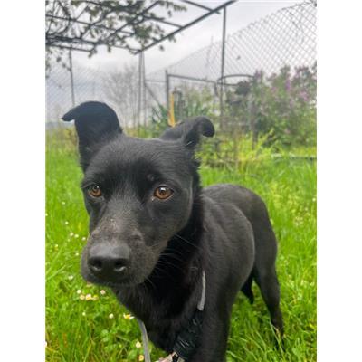 COMUNE DI POZZILLI - CANE - Microchip 380260044463175