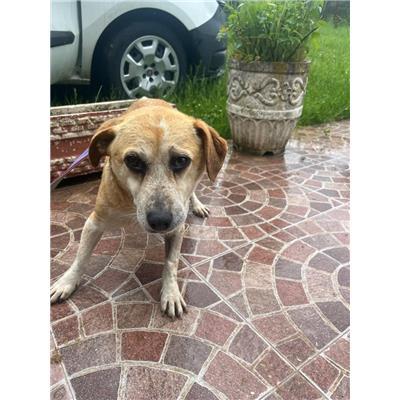 COMUNE DI POZZILLI - CANE - Microchip 380260044463030