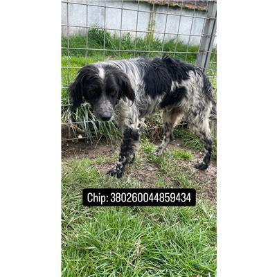 COMUNE DI PRATELLA - 380260044859434