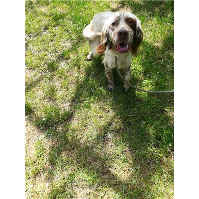 COMUNE DI GUARDIAREGIA - CANE - Microchip 380260170163942
