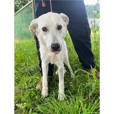 COMUNE DI CAROVILLI - CANE - Microchip 380260044463085
