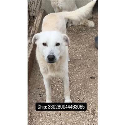 COMUNE DI CAROVILLI - 380260044463085