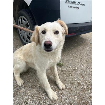 COMUNE DI CAPRACOTTA - CANE - Microchip 380260044463439