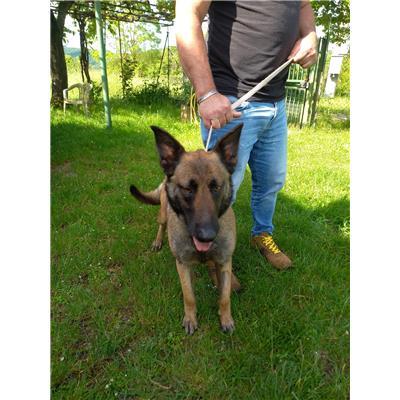 COMUNE DI POZZILLI - CANE - Microchip 380260044463139