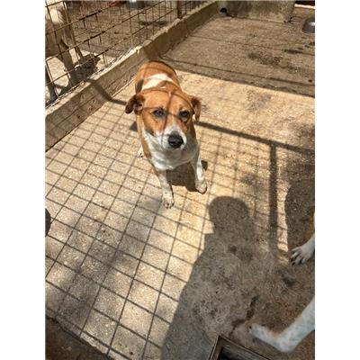 COMUNE DI PIETRAVAIRANO - CANE - Microchip 380260044832117