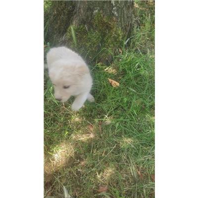 COMUNE DI ROCCHETTA A VOLTURNO - CANE - Microchip 380260044463708