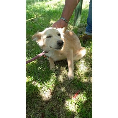 COMUNE DI VINCHIATURO - CANE - Microchip 380260170162967