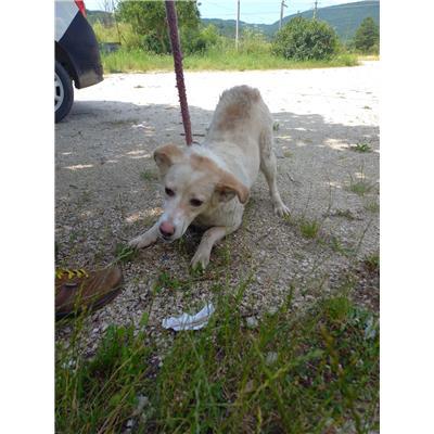 COMUNE DI FERRAZZANO - CANE - Microchip 380260170162982