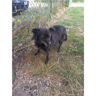 COMUNE DI PIETRABBONDANTE - CANE - Microchip 380260044463243