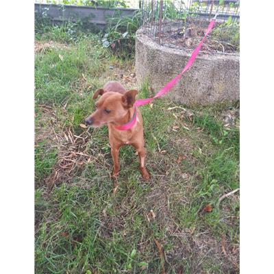 COMUNE DI PIETRABBONDANTE - CANE - Microchip 380260044463208