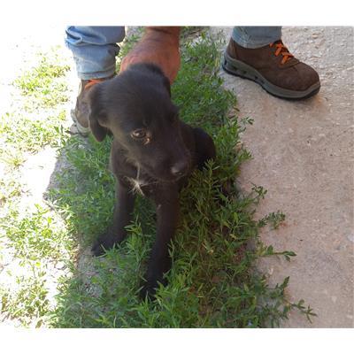 COMUNE DI POZZILLI - CANE - Microchip 380260044464015
