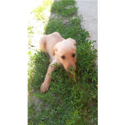 COMUNE DI POZZILLI - CANE - Microchip 380260044463094