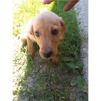 COMUNE DI POZZILLI - CANE - Microchip 380260044463621