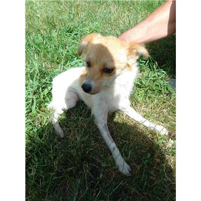 COMUNE DI S. POLO MATESE - CANE - Microchip 380260043650638