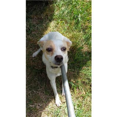 COMUNE DI S. POLO MATESE - CANE - Microchip 380260170162365