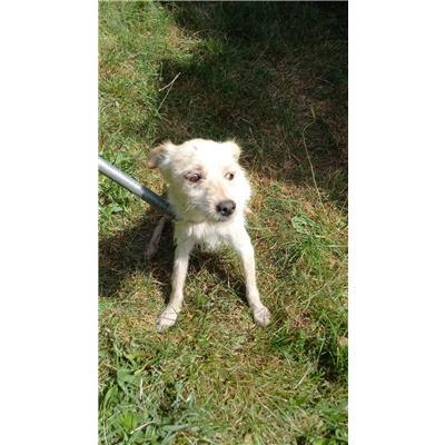 COMUNE DI S. POLO MATESE - CANE - Microchip 380260170162389