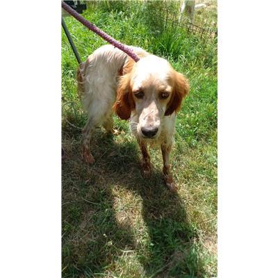 COMUNE DI GUARDIAREGIA - CANE - Microchip 380260170162396