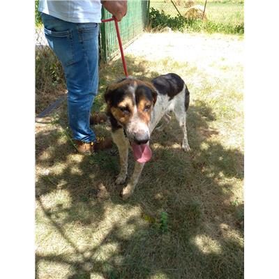 COMUNE DI SESTO CAMPANO - CANE - Microchip 380260044463632