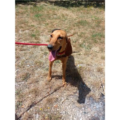 COMUNE DI VINCHIATURO - CANE - Microchip 380260170163918
