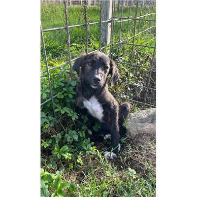COMUNE DI BUSSO - CANE - Microchip 380260170162968