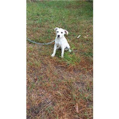 COMUNE DI CAMPOCHIARO - CANE - Microchip 380260170162495