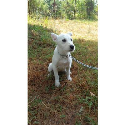 COMUNE DI CAMPOCHIARO - CANE - Microchip 380260170162496