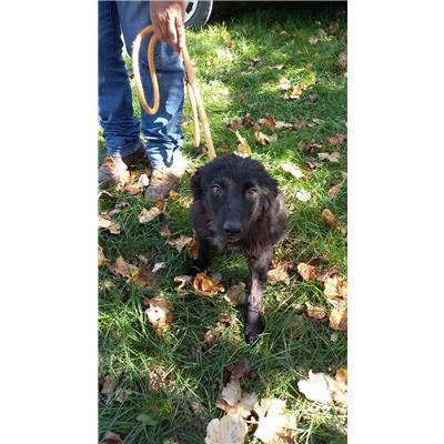 COMUNE DI VENAFRO - CANE - Microchip 380260044463999
