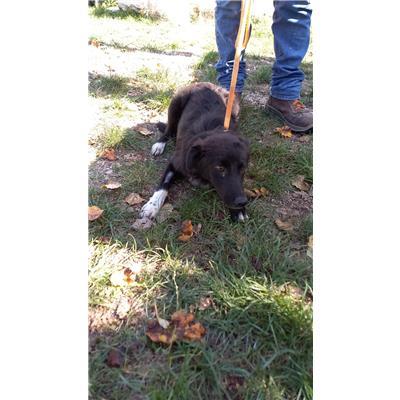 COMUNE DI VENAFRO - CANE - Microchip 380260170165937