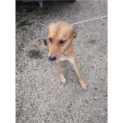 COMUNE DI SALCITO - CANE - Microchip 380260170161219