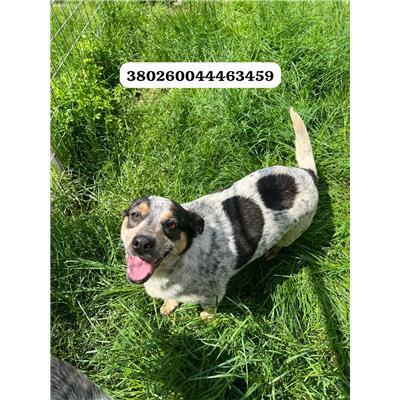 COMUNE DI VENAFRO - CANE - Microchip 380260044463459