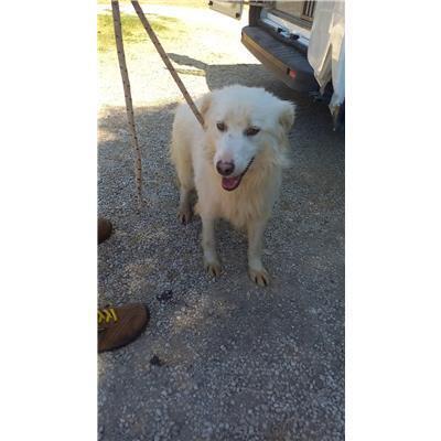 COMUNE DI POZZILLI - 380260044121439