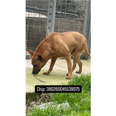 COMUNE DI ALIFE - 380260045139975