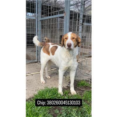 COMUNE DI AILANO - CANE - Microchip 380260045130103