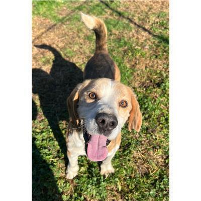 COMUNE DI POZZILLI - CANE - Microchip 380260044447997