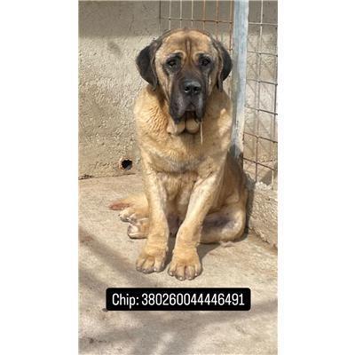 COMUNE DI POZZILLI - CANE - Microchip 380260044446491