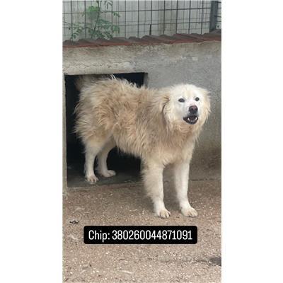 COMUNE DI LETINO - 380260044871091