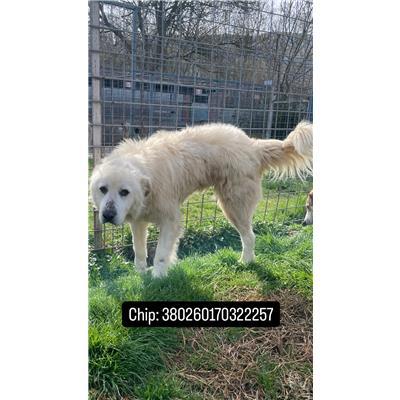 COMUNE DI SAN MARTINO IN PENSILIS - 380260170322257