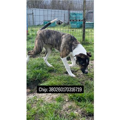 COMUNE DI RICCIA - 380260170316719