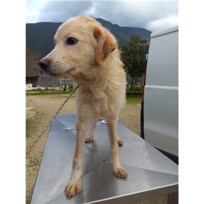 COMUNE DI MONTAQUILA - 380260044448302