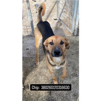 COMUNE DI RICCIA - CANE - Microchip 380260170316630