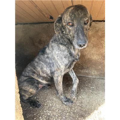 COMUNE DI  LUPARA - CANE - Microchip 380260170164379