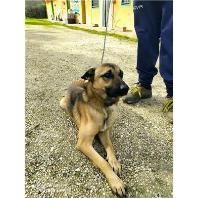 COMUNE DI ALIFE - 380260045130242