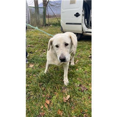 COMUNE DI PETACCIATO - 380260170321166